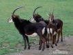 antilopa vraná (sudokopytníci)