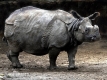 nosorožec indický (lichokopytníci)
