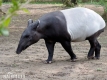 tapír (lichokopytníci)
