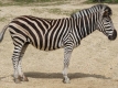 zebra (lichokopytníci)