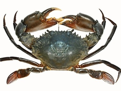 krab