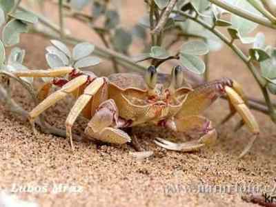 krab