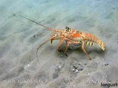 langusta