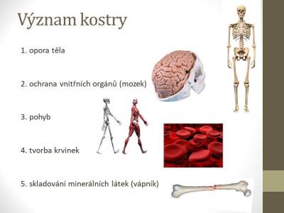 kosterni-02