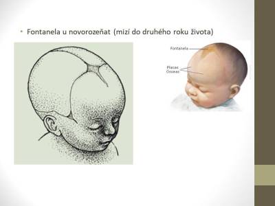 kosterni-08