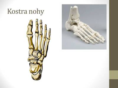 kosterni-17