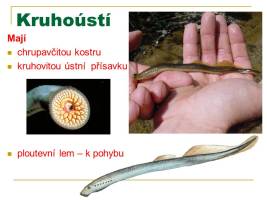 kruhousti-02