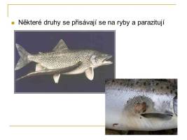 kruhousti-04