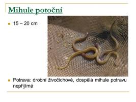 kruhousti-06