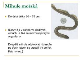 kruhousti-09