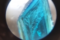skalice v mikroskopu-9