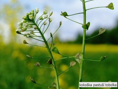 kokoška pastuší tobolka