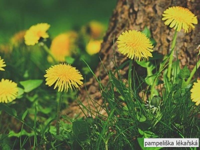 pampeliška lékařská