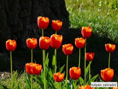 tulipán zahradní