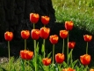 tulipán zahradní
