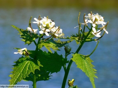 cesnacek