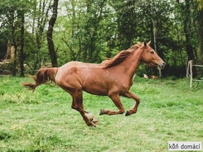 kůň domácí
