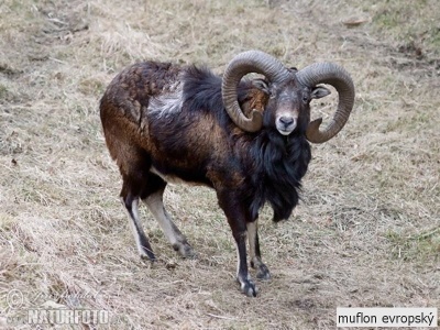 muflon evropský