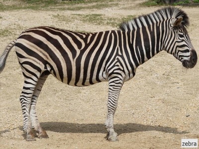 zebra