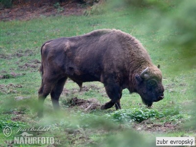 zubr evropský