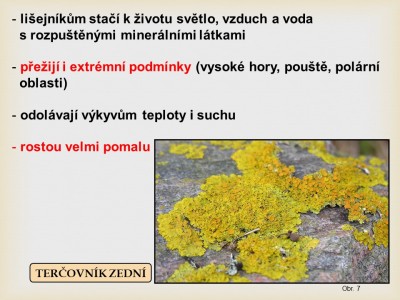 lisejnik0