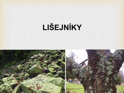 lisejnik1