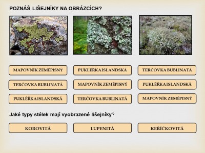 lisejnik17