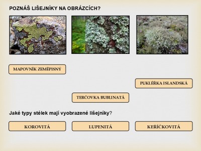 lisejnik18