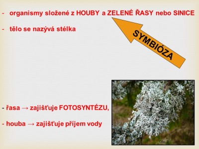 lisejnik2