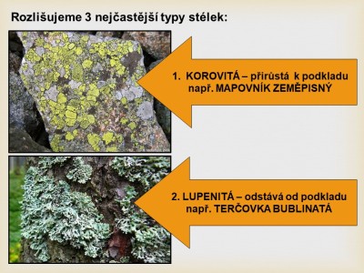 lisejnik3