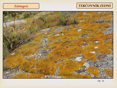lisejnik9