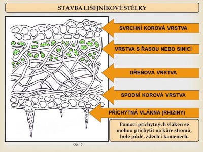 lisejniky5
