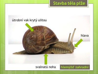 1_Snimek5