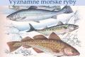 morske-ryby-01