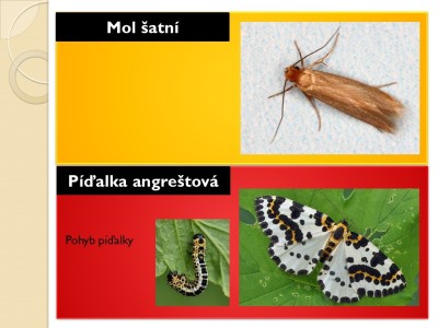 Snimek12