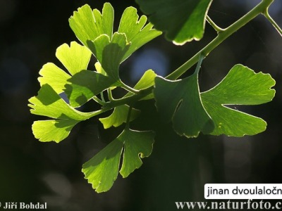 jinan dvoulaločný