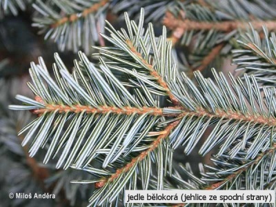 jedle bělokorá