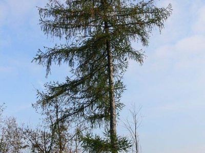 modřín opadavý