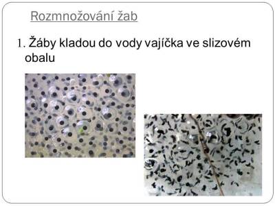 obojroz-03