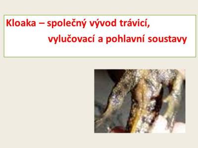 obojznaky-08