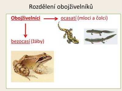 obojznaky-11