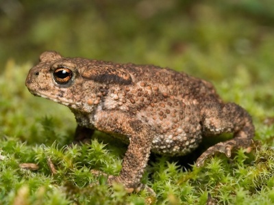 opucha-obecna