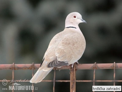 hrdlička zahradní