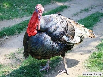 krocan divoký