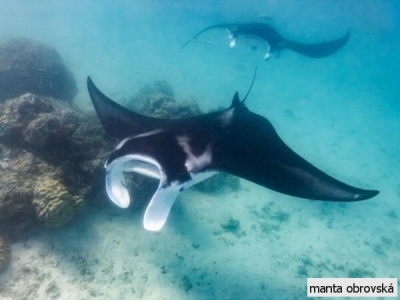 manta obrovská