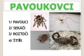 pavoukovci-02