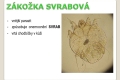 pavoukovci-22