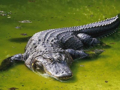 aligator