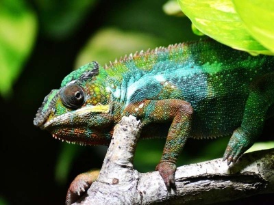 chameleon