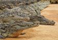 krokodýl nilský